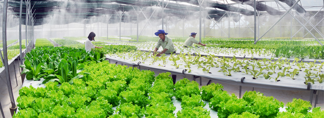 Trang trại hữu cơ - Trồng rau an toàn