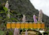 Nghiên cứu phân tích bổ sung chỉ tiêu chất lượng sản phẩm chỉ dẫn địa lý cho mật ong bạc hà Cao nguyên đá Đồng Văn, Hà Giang